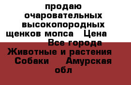 продаю очаровательных высокопородных щенков мопса › Цена ­ 20 000 - Все города Животные и растения » Собаки   . Амурская обл.